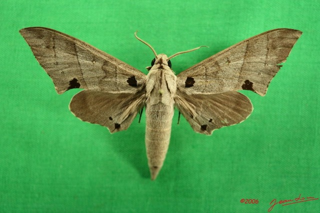087 Heterocera (FD) Sphingidae IMG_3175WTMK.JPG