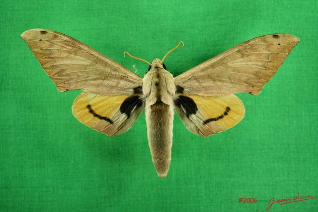 089 Heterocera (FD) Sphingidae IMG_3181WTMK.JPG