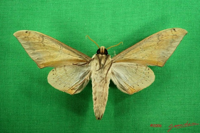 090 Heterocera (FV) Sphingidae IMG_3184WTMK.JPG