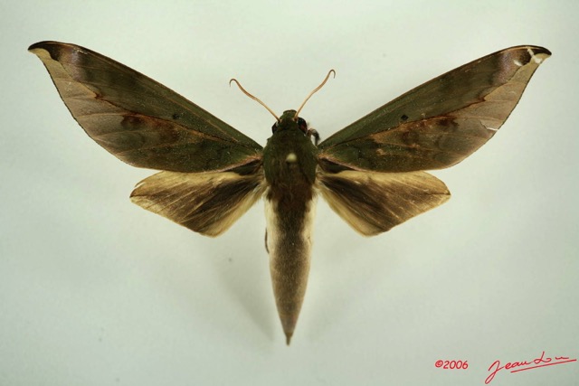 091 Heterocera (FD) Sphingidae IMG_3186WTMK.JPG