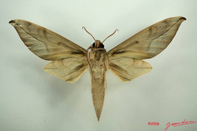 092 Heterocera (FV) Sphingidae IMG_3191WTMK.JPG