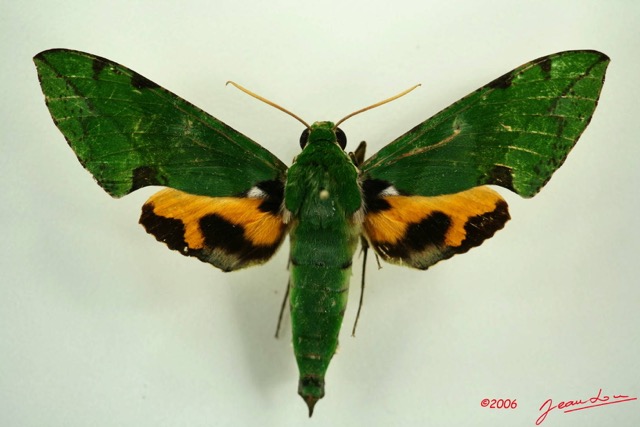 093 Heterocera (FD) Sphingidae IMG_3192WTMK.JPG