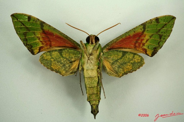 094 Heterocera (FV) Sphingidae IMG_3197WTMK.JPG