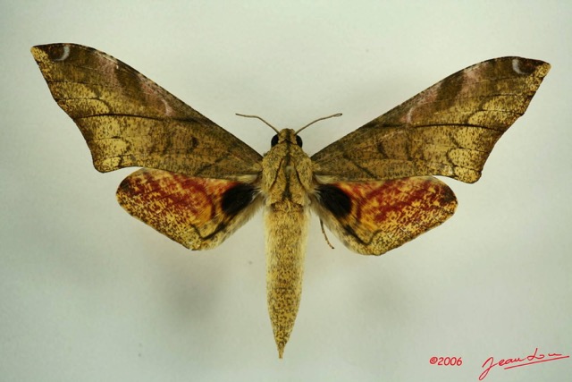 095 Heterocera (FD) Sphingidae IMG_3198WTMK.JPG