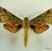095 Heterocera (FD) Sphingidae IMG_3198WTMK.JPG