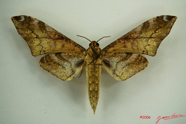 096 Heterocera (FV) Sphingidae IMG_3202WTMK.JPG