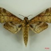 096 Heterocera (FV) Sphingidae IMG_3202WTMK.JPG