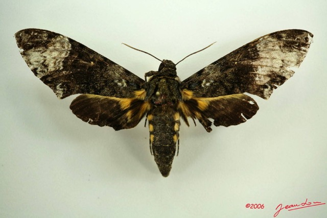 097 Heterocera (FD) Sphingidae IMG_3204WTMK.JPG