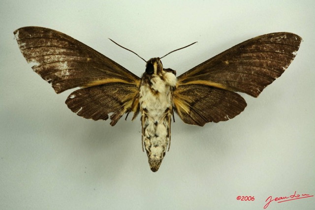 098 Heterocera (FV) Sphingidae IMG_3210WTMK.JPG