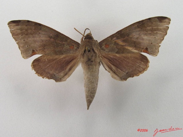 001 Heterocera (FD) Sphingidae Polyptychus sp IMG_4531WTMK.JPG