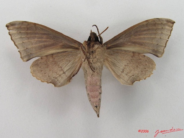 002 Heterocera (FV) Sphingidae Polyptychus sp IMG_4532WTMK.JPG