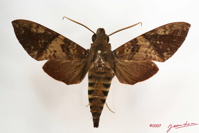 003 Heterocera (FD) Sphingidae IMG_4265WTMK.JPG