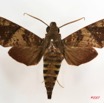 003 Heterocera (FD) Sphingidae IMG_4265WTMK.JPG
