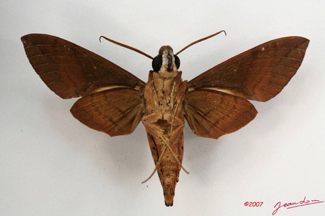 004 Heterocera (FV) Sphingidae IMG_4267WTMK.JPG