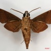 004 Heterocera (FV) Sphingidae IMG_4267WTMK.JPG