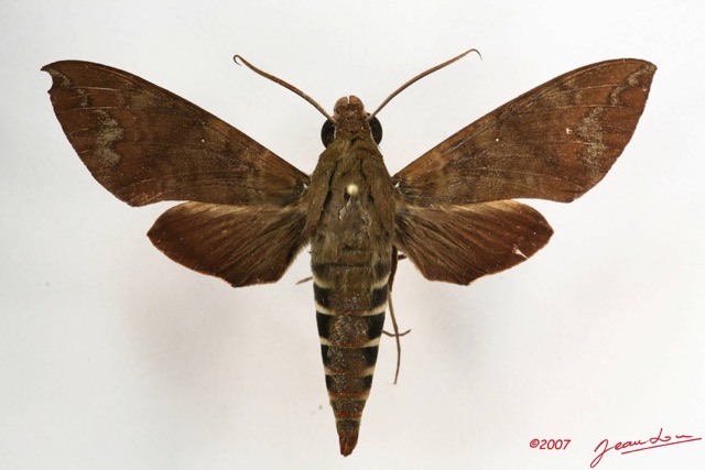 005 Heterocera (FD) Sphingidae IMG_4271WTMK.JPG