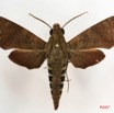 005 Heterocera (FD) Sphingidae IMG_4271WTMK.JPG