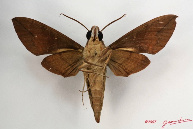 006 Heterocera (FV) Sphingidae IMG_4273WTMK.JPG