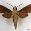 006 Heterocera (FV) Sphingidae IMG_4273WTMK.JPG