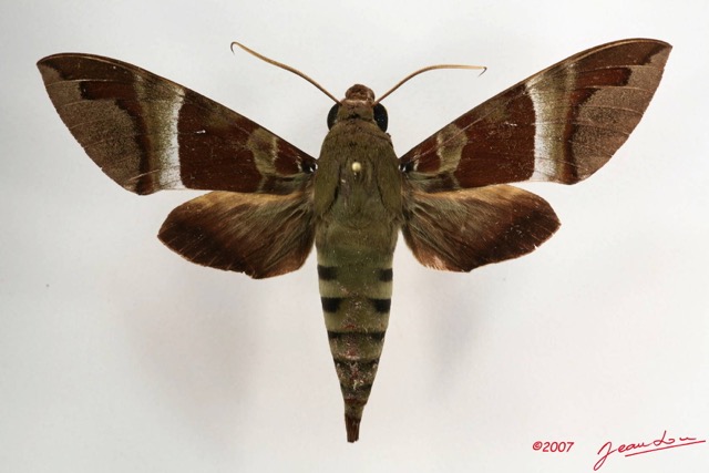 007 Heterocera (FD) Sphingidae 07 IMG_4278WTMK.JPG