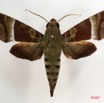 007 Heterocera (FD) Sphingidae 07 IMG_4278WTMK.JPG