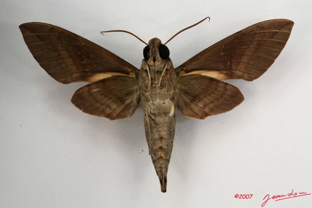 008 Heterocera (FV) Sphingidae IMG_4280WTMK.JPG