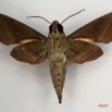 008 Heterocera (FV) Sphingidae IMG_4280WTMK.JPG