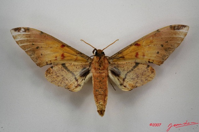 012 Heterocera (FV) Sphingidae 7IMG_5148WTMK.JPG