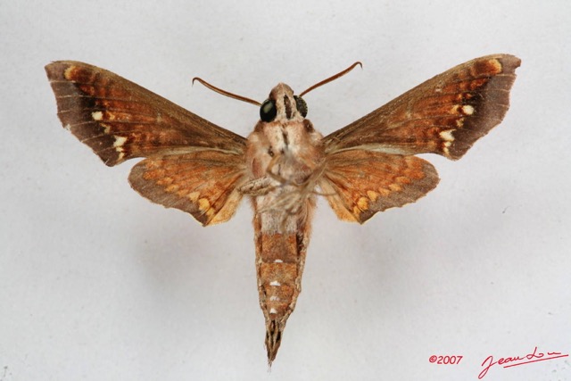 016 Heterocera (FV) Sphingidae 7IMG_5752WTMK.JPG