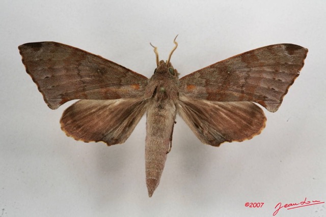 017 Heterocera (FD) Sphingidae 7IMG_5798WTMK.JPG