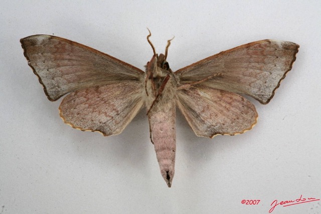 018 Heterocera (FV) Sphingidae 7IMG_5801WTMK.JPG