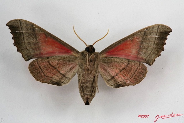 020 Heterocera (FV) Sphingidae 7IMG_5812WTMK.JPG