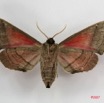 020 Heterocera (FV) Sphingidae 7IMG_5812WTMK.JPG