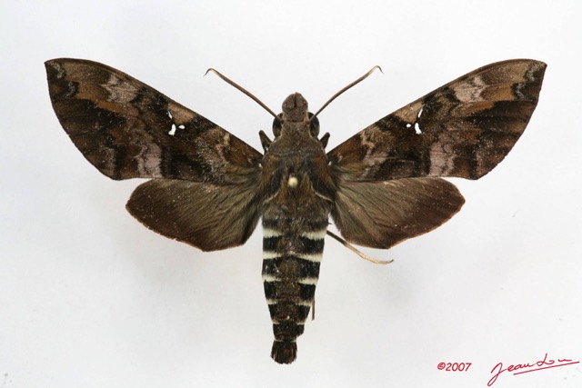 021 Heterocera (FD) Sphingidae 7IMG_5826WTMK.JPG