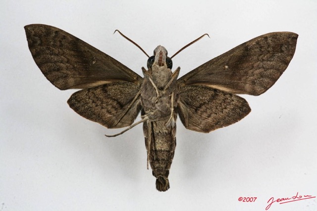 022 Heterocera (FV) Sphingidae 7IMG_5828WTMK.JPG