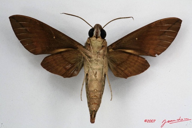 024 Heterocera (FV) Sphingidae 7IMG_5834WTMK.JPG