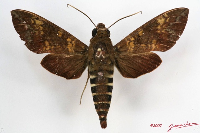 025 Heterocera (FD) Sphingidae 7IMG_5836WTMK.JPG