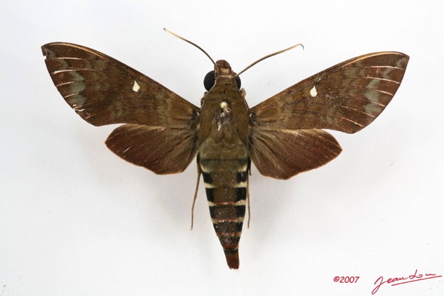 027 Heterocera (FD) Sphingidae 7IMG_5856WTMK.JPG