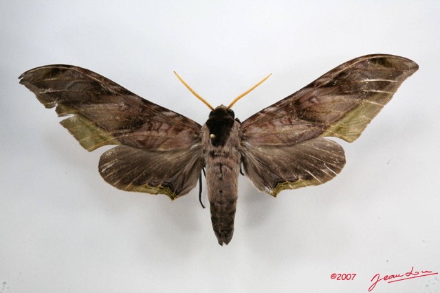 029 Heterocera (FD) Sphingidae 7IMG_5877WTMK.JPG
