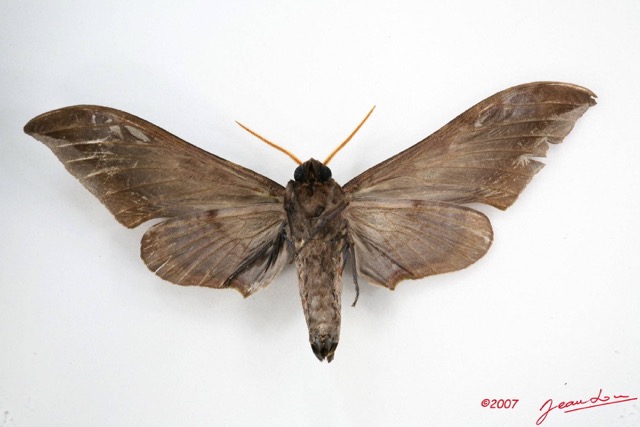 030 Heterocera (FV) Sphingidae 7IMG_5882WTMK.JPG