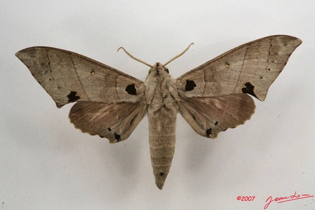 031 Heterocera (FD) Sphingidae 7IMG_6610WTMK.JPG
