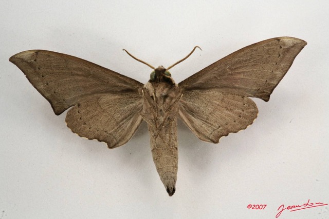 032 Heterocera (FV) Sphingidae 7IMG_6613WTMK.JPG