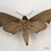 032 Heterocera (FV) Sphingidae 7IMG_6613WTMK.JPG