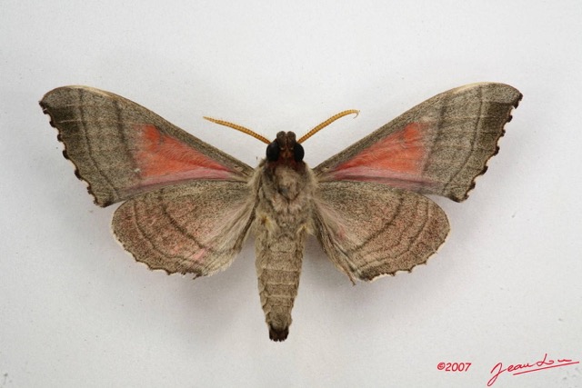 036 Heterocera (FV) Sphingidae 7IMG_6589WTMK.JPG