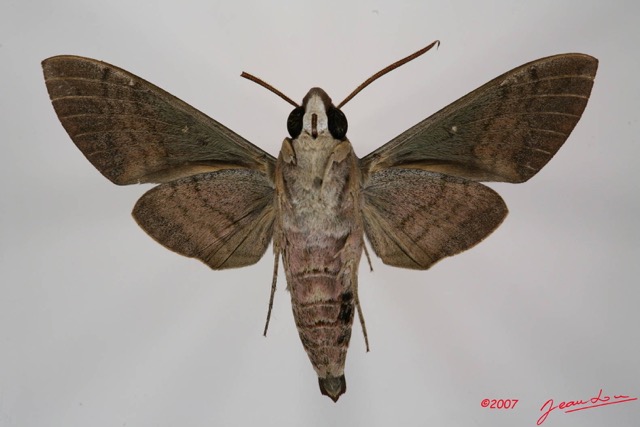 038 Heterocera (FV) Sphingidae 7IMG_7412WTMK.JPG