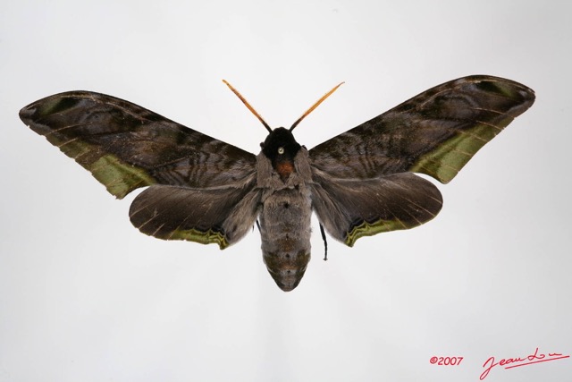 039 Heterocera (FD) Sphingidae 7IMG_7427WTMK.JPG