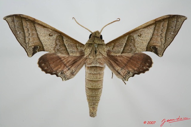 047 Heteroceres (FD) Sphingidae 7EIMG_9110WTMK.JPG