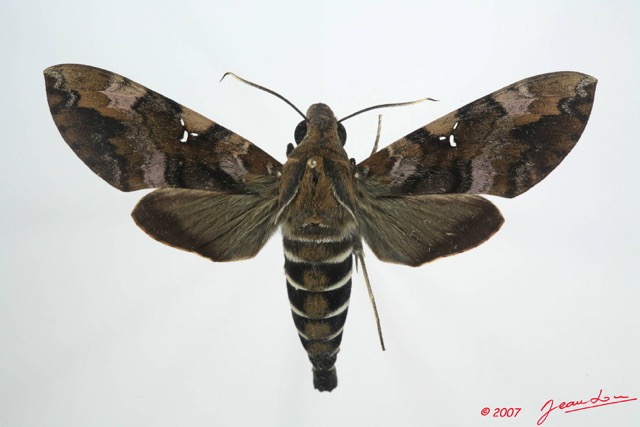 051 Heterocera (FD) Sphingidae 7EIMG_0237WTMK.JPG