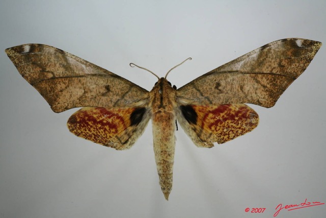 057 Heterocera (FD) Sphingidae 7EIMG_0279WTMK.JPG