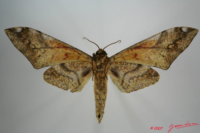 058 Heterocera (FV) Sphingidae 7EIMG_0283WTMK.JPG